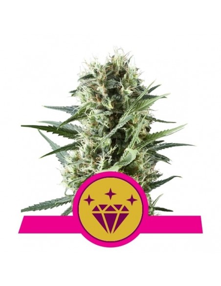 Royal Queen Seeds - Special Kush 1 Femminizzata - 3 Semi