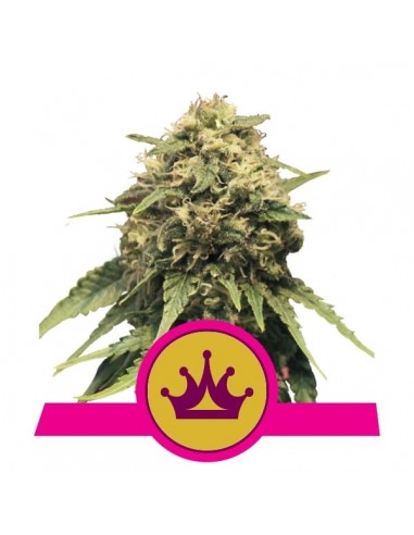 Royal Queen Seeds - Special Queen 1 Femminizzata - 3 Semi