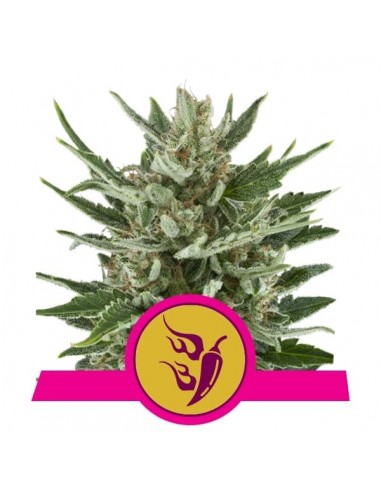 Royal Queen Seeds - Speedy Chile Femminizzata - Fast Flowering - 3 Semi