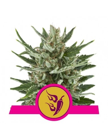 Royal Queen Seeds - Speedy Chile Femminizzata - Fast Flowering - 5 Semi