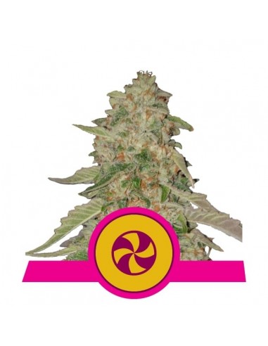 Royal Queen Seeds - Sweet ZZ (Ex Skittlez) Femminizzata - Usa Premium - 1 Seme