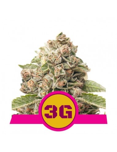 Royal Queen Seeds - Triple G Femminizzata - Usa Premium - 3 Semi