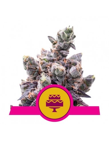 Royal Queen Seeds - Wedding Gelato Femminizzata - Usa Premium - 1 Seme