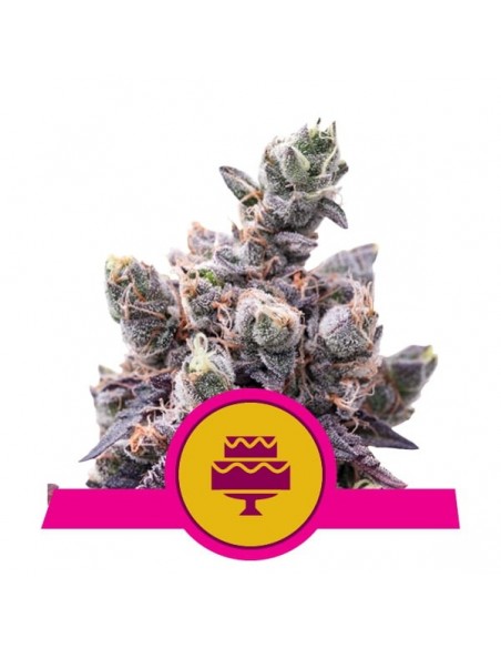 Royal Queen Seeds - Wedding Gelato Femminizzata - Usa Premium - 1 Seme