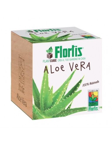 Flortis - Plantacube - Aloe Vera