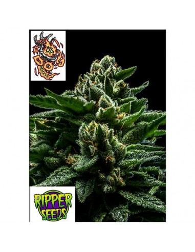 Ripper Seeds - Do-G - 1 seme