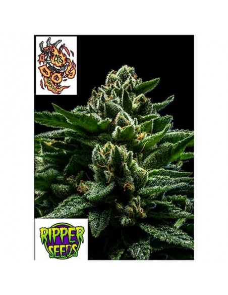 Ripper Seeds - Do-G - 1 seme