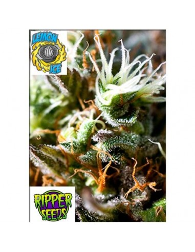 Ripper Seeds - Lemon Ice 2.0 - 1 seme