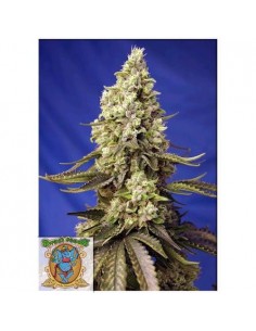Sweet Seeds - Runtz XL Auto - 3+1 Semi