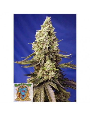 Sweet Seeds - Runtz XL Auto - 5 Semi + 2 Gratis