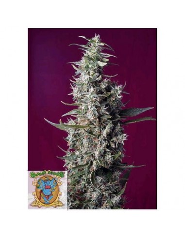 Sweet Seeds - Sweet Cherry Pie - 5 Semi + 2 Gratis