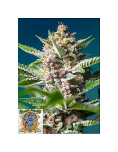 Sweet Seeds - Purple Punch OG - 3 Semi + 1 Gratis