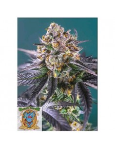 Sweet Seeds - Red Strawberry Banana Auto - 3 Semi + 1 Gratis