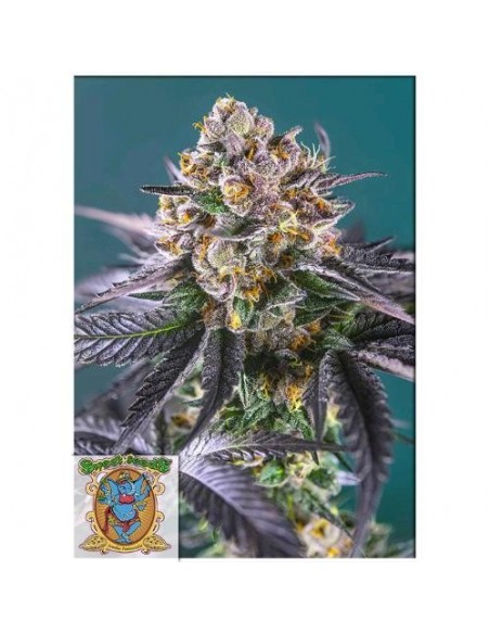 Sweet Seeds - Red Strawberry Banana Auto - 3 Semi + 1 Gratis