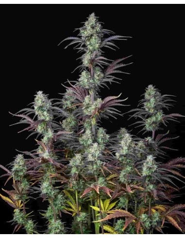 Fast Buds - Gorilla Glue Auto - 10 Semi