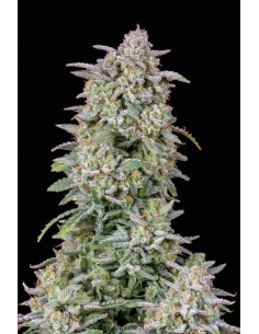 Fast Buds - Forbidden Runtz Auto - 1 Seme