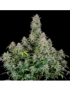 Fast Buds - Forbidden Runtz Auto - 1 Seme 2