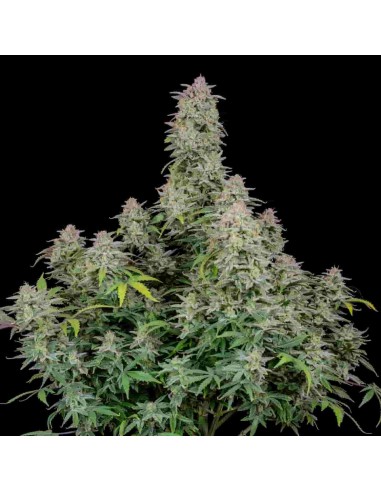 Fast Buds - Forbidden Runtz Auto - 5 Semi