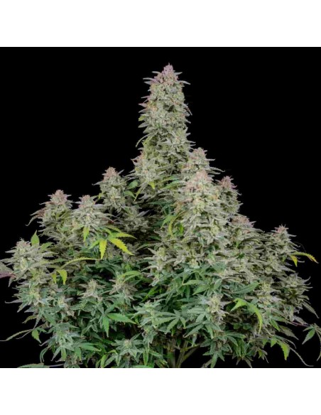 Fast Buds - Forbidden Runtz Auto - 10 Semi