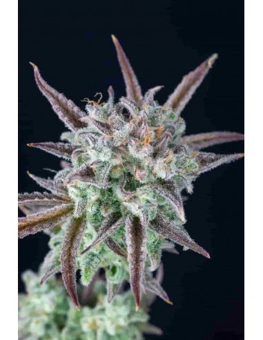 Fast Buds - Strawberry Banana Auto - 1 Seme