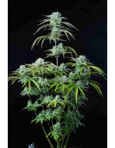 Fast Buds - Strawberry Banana Auto - 1 Seme 2
