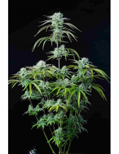 Fast Buds - Strawberry Banana Auto - 10 Semi