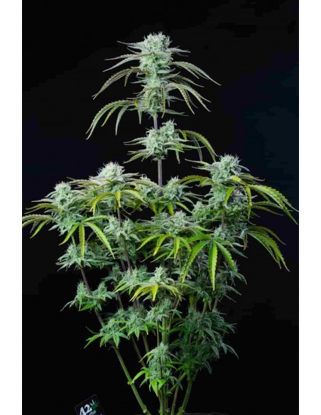 Fast Buds - Strawberry Banana Auto - 10 Semi