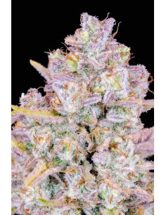 Fast Buds - Purple Punch Auto - 1 Seme 2
