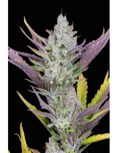 Fast Buds - Wedding Glue Auto - 1 Seme