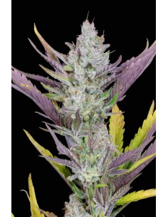 Fast Buds - Wedding Glue Auto - 5 Semi 2