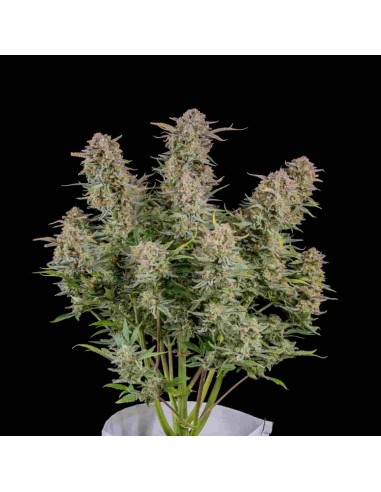 Fast Buds - Bruce Banner Auto - 1 Seme