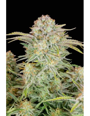 Fast Buds - Bruce Banner Auto - 3 Semi