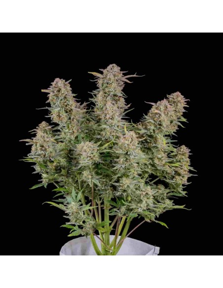 Fast Buds - Bruce Banner Auto - 10 Semi