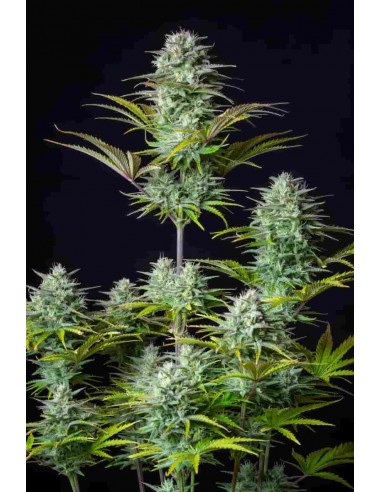 Fast Buds - Kosher Cake Auto - 1 Seme