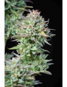 Fast Buds - Kosher Cake Auto - 1 Seme 2