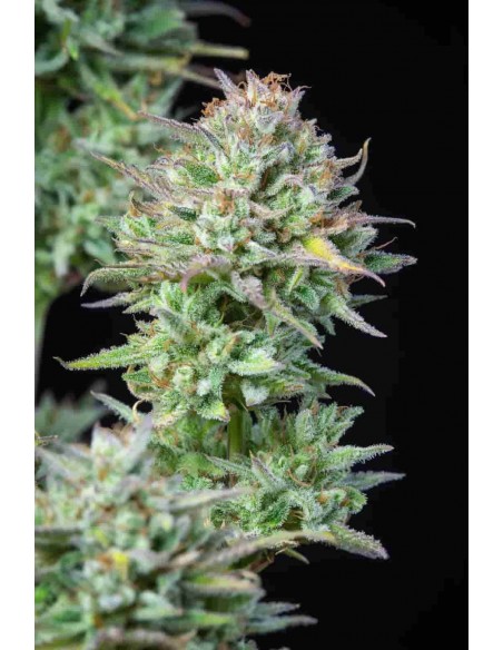 Fast Buds - Kosher Cake Auto - 10 Semi