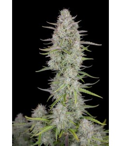 Fast Buds - Wedding Cheesecake Auto - 25 Semi 2