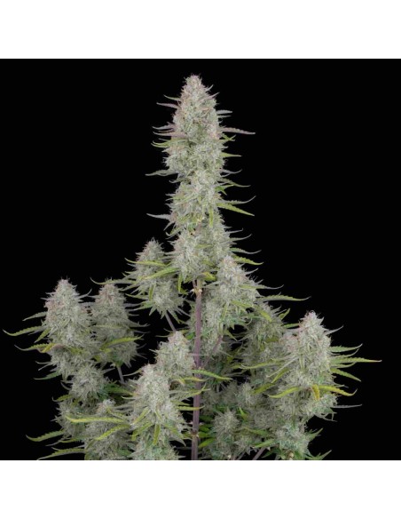 Fast Buds - Wedding Cheesecake Auto - 50 Semi