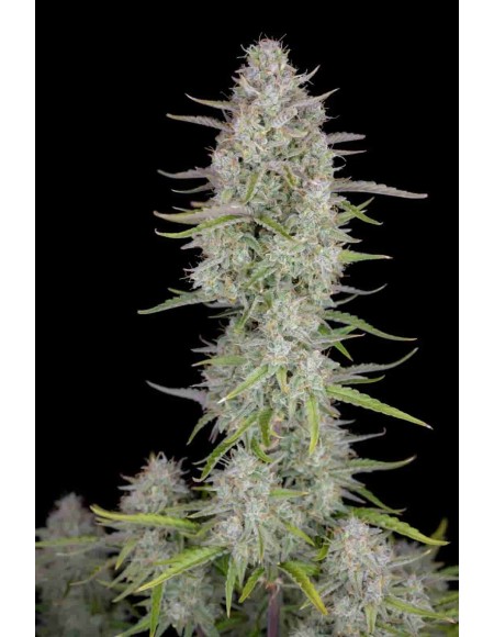 Fast Buds - Wedding Cheesecake Auto - 50 Semi