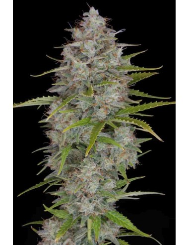 Fast Buds - Orange Sherbet Auto - 3 Semi