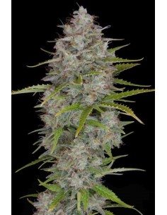 Fast Buds - Orange Sherbet Auto - 10 Semi 2