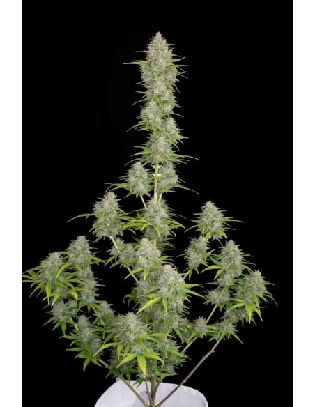 Fast Buds - Orange Sherbet Auto - 10 Semi