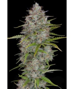 Fast Buds - Orange Sherbet Auto - 100 Semi 2