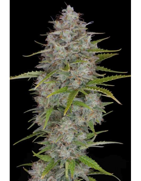 Fast Buds - Orange Sherbet Auto - 100 Semi