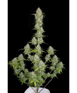 Fast Buds - Orange Sherbet Auto - 100 Semi