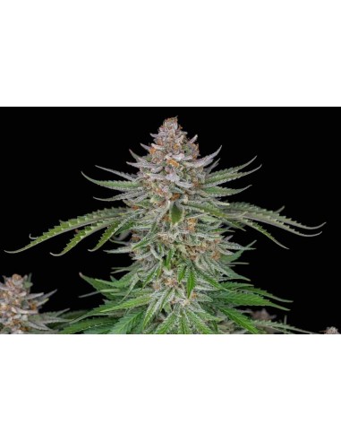 Fast Buds - Strawberry Pie Auto - 1 Seme