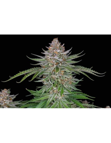 Fast Buds - Strawberry Pie Auto - 1 Seme