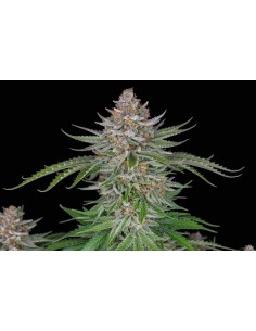 Fast Buds - Strawberry Pie Auto - 10 Semi 2