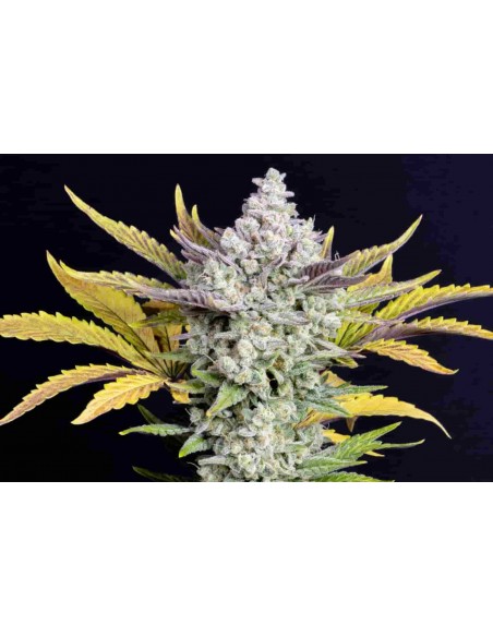 Fast Buds - Gorilla Cookies Auto - 1 Seme