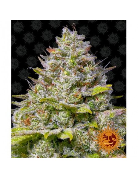 Barney's Farm - Blue Gelato 41- 10 Semi Femm